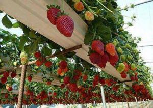 ورمی کمپوست برتر کشور