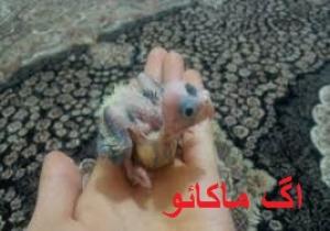 فروش تخم نطفه دار طوطی