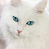 گربه های سفید با چشمان ابی