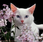  گربه های سفید با چشمان ابی   