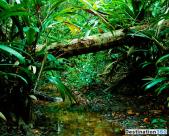  تصاویری زیبا از جنگل آمازون   