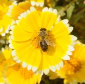  تصاویر زیبا و دیدنی از زنبورها   