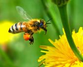  تصاویر زیبا و دیدنی از زنبورها   