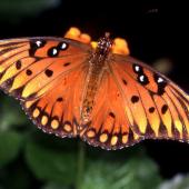  تصاویر زیبا و دیدنی از پروانه ها   